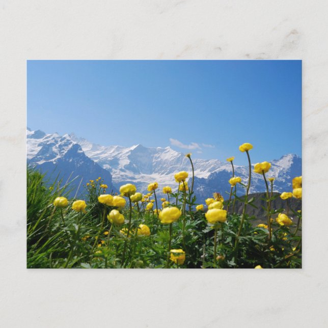 Cartão Postal Flores | Alpes suíços Eiger Monch (Frente)