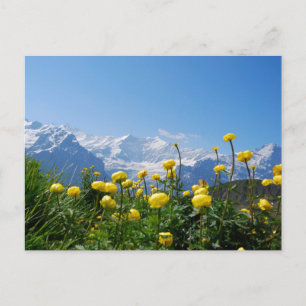 Cartão Postal Flores   Alpes suíços Eiger Monch