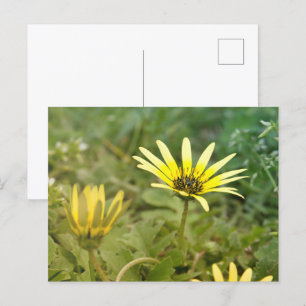Cartão Postal Flores amarelas