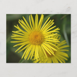 Cartão Postal Flores Amarelas