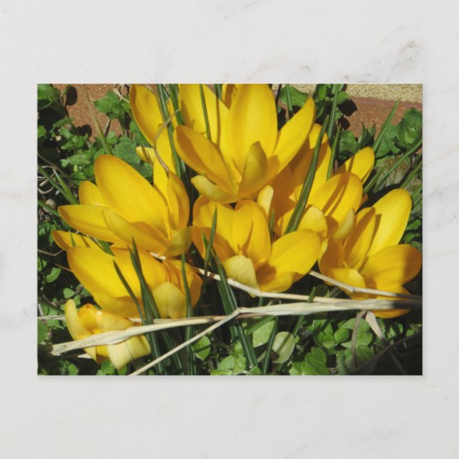 Cartão Postal Flores Amarelas (Frente)