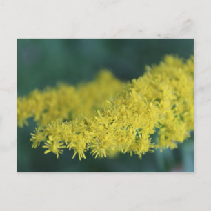 Cartão Postal Flores Amarelas #13