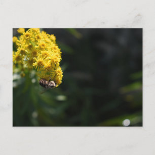 Cartão Postal Flores Amarelas Abelha Bumblebee Fotografia da Nat