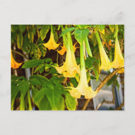Cartão Postal flores amarelas "bell" l