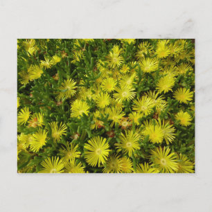 Cartão Postal Flores Amarelas Da Planta De Gelo ouro
