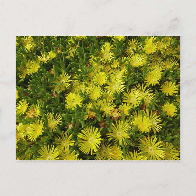 Cartão Postal Flores Amarelas Da Planta De Gelo ouro (Frente)