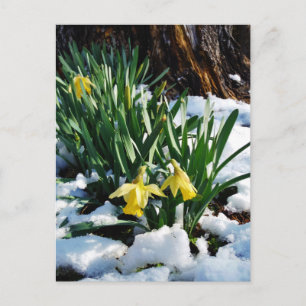 Cartão Postal Flores amarelas Daffodils na neve