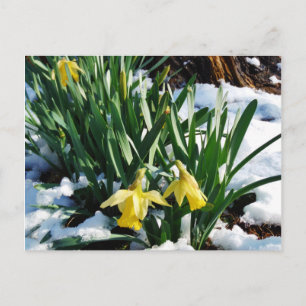 Cartão Postal Flores amarelas Daffodils na neve