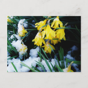 Cartão Postal Flores amarelas Daffodils na neve