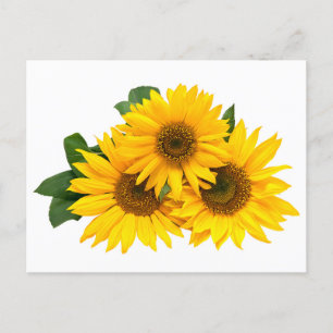 Cartão Postal Flores Amarelas de Girassol Floral