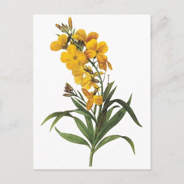 Cartão Postal Flores amarelas,Pierre Joseph Redouté (Frente)