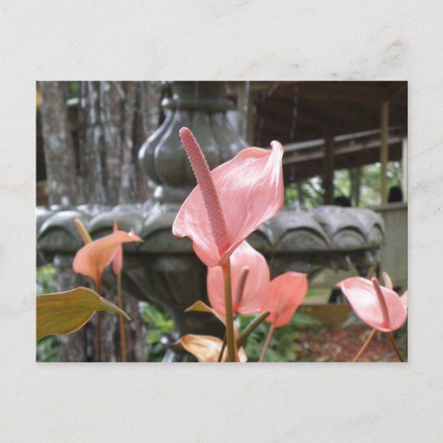 Cartão Postal Flores Anturio (Frente)