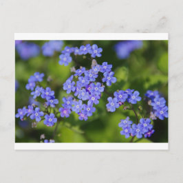 Cartão Postal Flores Azuis Brilham Destino Parque de Amor pela P