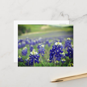 Cartão Postal Flores Azuis do Texas Texan Floral