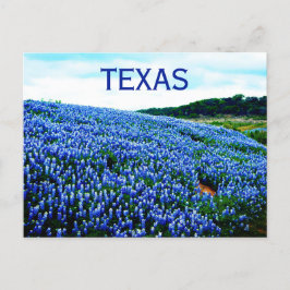 Cartão Postal Flores Azuis do Texas Texan Floral