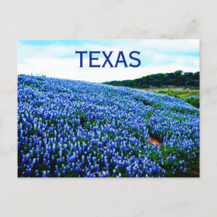 Cartão Postal Flores Azuis do Texas Texan Floral