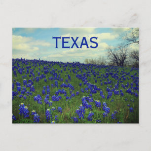 Cartão Postal Flores Azuis do Texas Texan Floral Postca