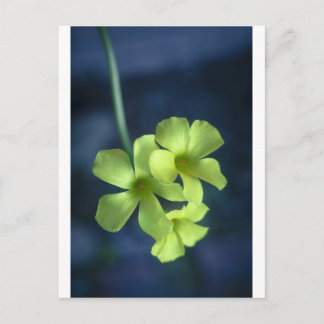 Cartão Postal Flores Azuis e Amarelas