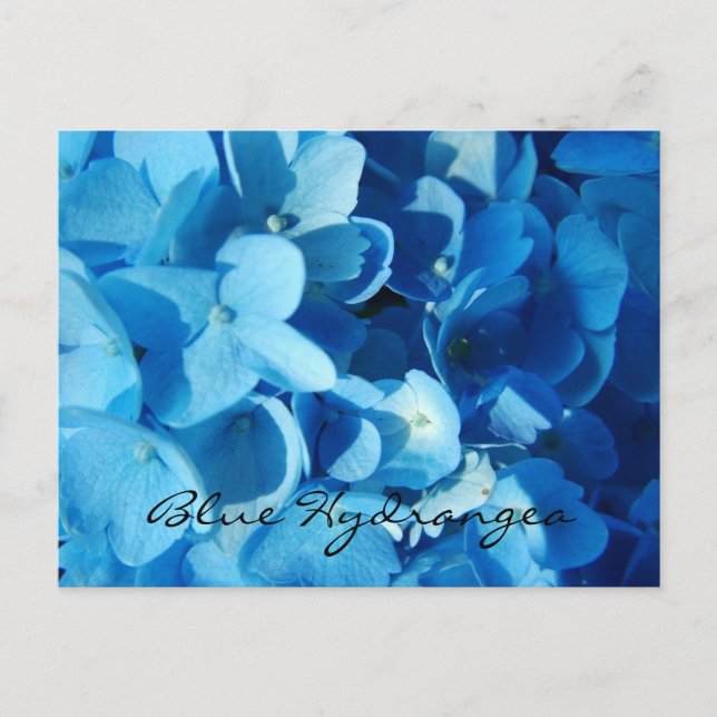 Cartão Postal Flores azuis, hydrangea (Frente)
