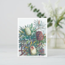 Flores Banksia | Ellis Rowan 1782