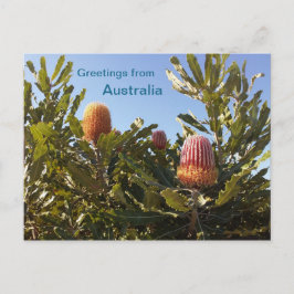 Cartão Postal Flores Banskia Oeste da Austrália