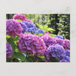 Cartão Postal Flores Belas, Rosa e Azul, Hydrangea