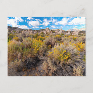 Cartão Postal Flores Blooming Sagebrush California