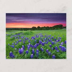 Cartão Postal Flores   Bluetooth no Texas Sunset