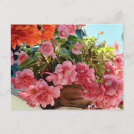 Cartão Postal Flores bonito da Begonia