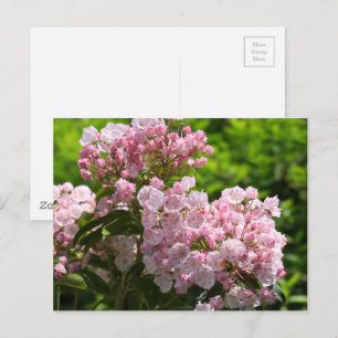Cartão Postal Flores bonito de Laurel Montanha Rosa