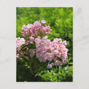 Cartão Postal Flores bonito de Laurel Montanha Rosa