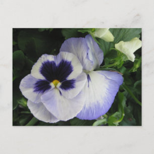 Cartão Postal Flores bonito de Pansy Roxo