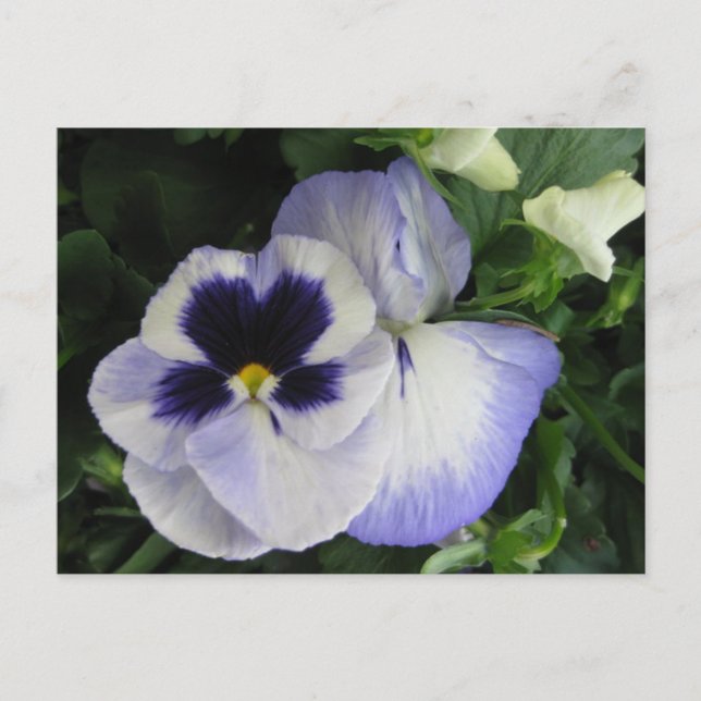 Cartão Postal Flores bonito de Pansy Roxo (Frente)