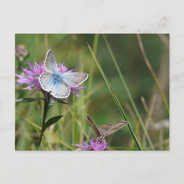 Cartão Postal Flores Borboleta Florescer Chuveiro De Casamento P (Frente)