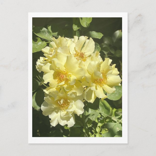 Cartão Postal Flores Botânicas Amarelas (Frente)