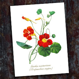 Cartão Postal Flores Botânicas Elegantes Antigas Nasturtium