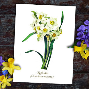 Cartão Postal Flores Botânicas Elegantes Vintage Narcisos Branco