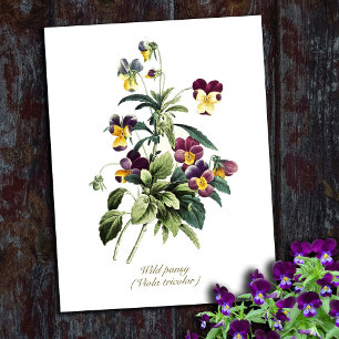 Cartão Postal Flores Botânicas Vintage Elegantes Amor-Perfeito