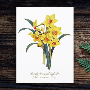 Cartão Postal Flores Botânicas Vintage Elegantes Daffodils Amare