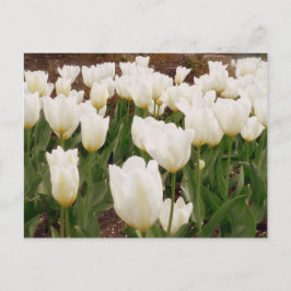 Cartão Postal Flores Brancas