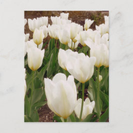 Cartão Postal Flores Brancas