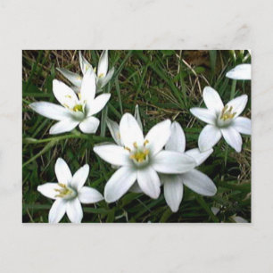 Cartão Postal Flores Brancas bonito