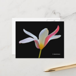Cartão Postal Flores Brancas Brancas de Lady Tulip