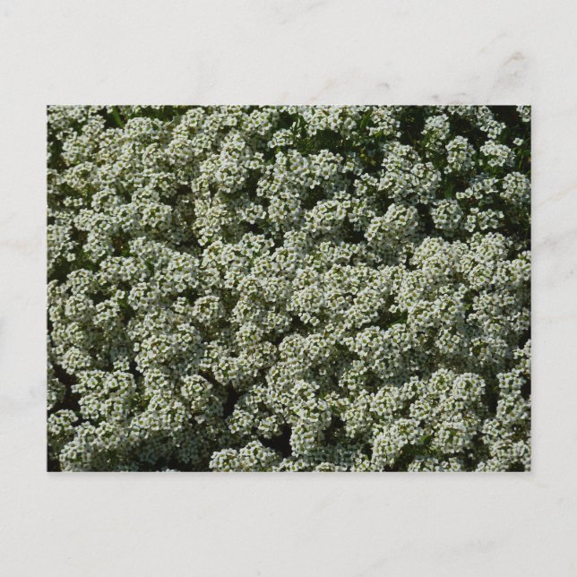 Cartão Postal Flores Brancas de Alyssum Doce Floral (Frente)
