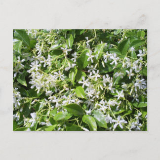 Cartão Postal Flores Brancas de Jasmim