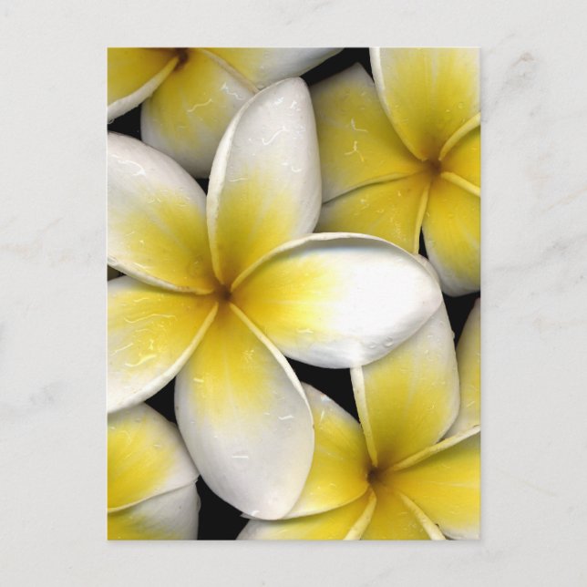 Cartão Postal flores brancas e amarelas de frangipani com folhas (Frente)