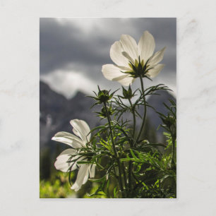Cartão Postal Flores brancas e montanhas