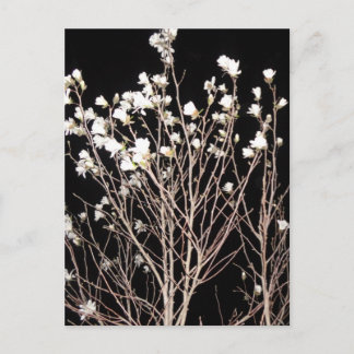 Cartão Postal Flores Brancas Ramais de Árvore Negra