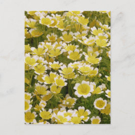 Cartão Postal Flores Brancas Sunny Douradas