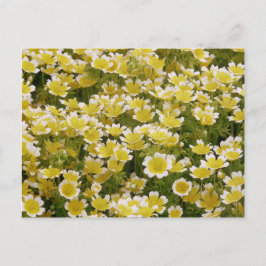 Cartão Postal Flores Brancas Sunny Douradas